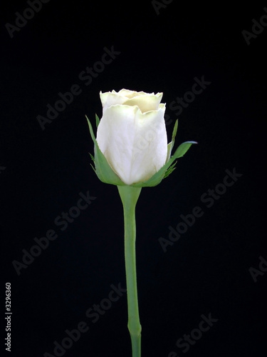 white rose
