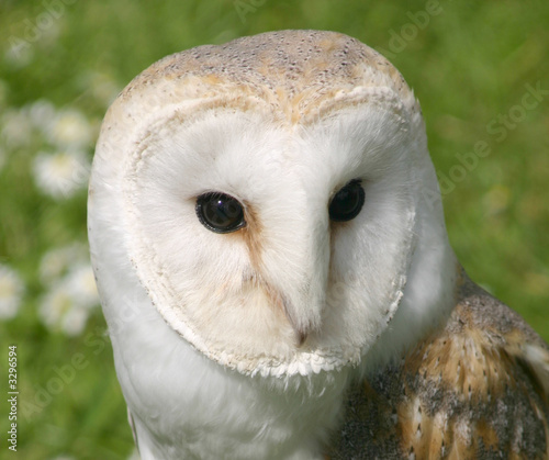 wise snowy owl