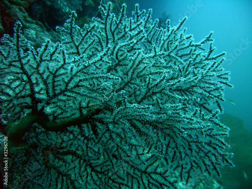 koralle