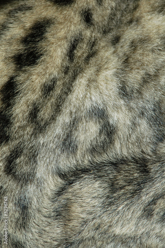 snow leopard fur