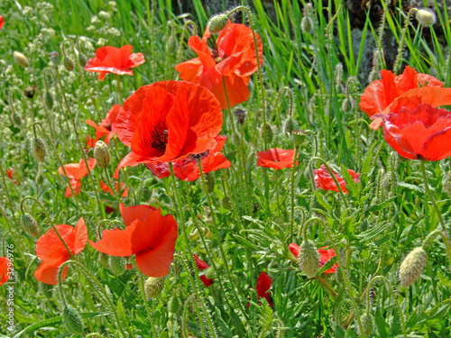 klatschmohn photo