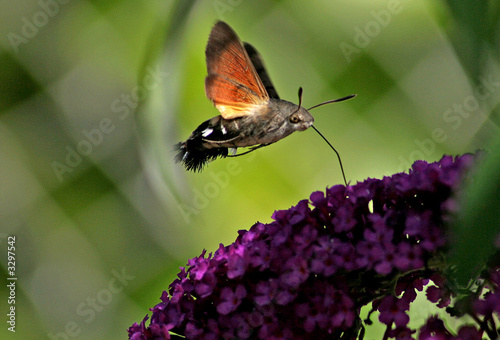 insecte colibri