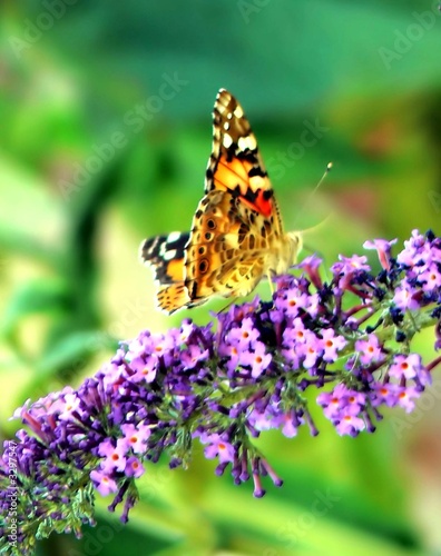 papillon butinant une fleur