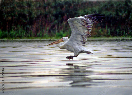 pelican