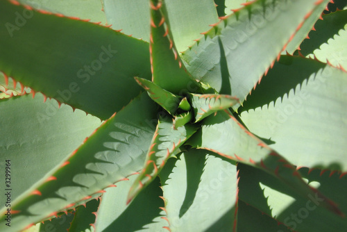 aloe photo