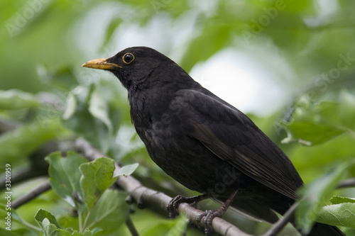 male blackbird close-up © Olga D. van de Veer