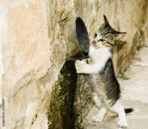 kitten need no education