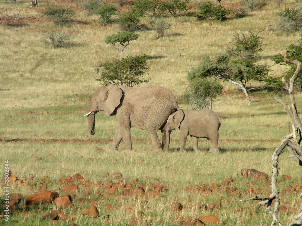 Fototapeta premium elefanten in damaraland