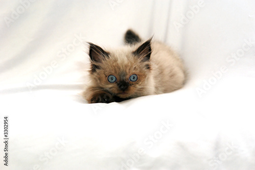 portrait of a kitten