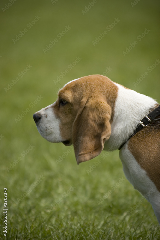 beagle 04