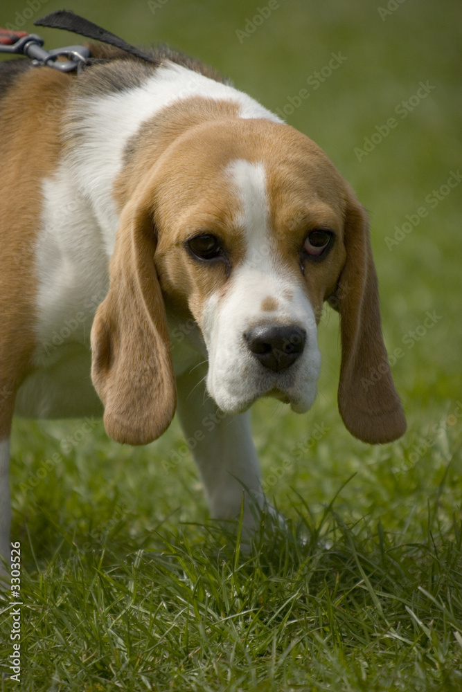 beagles 01