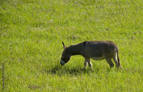 donkey eating grass