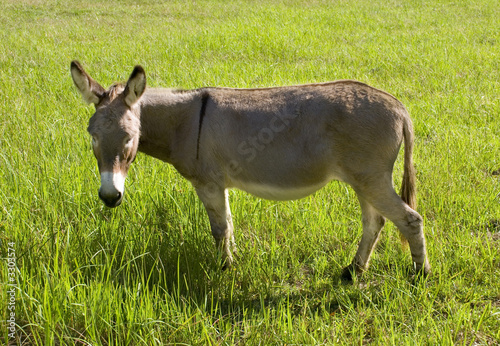 donkey eating grass