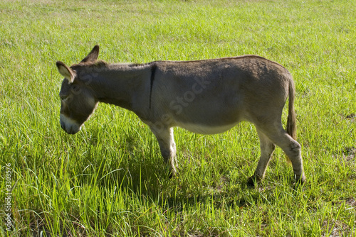 donkey eating grass
