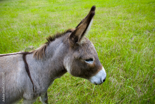 donkey head