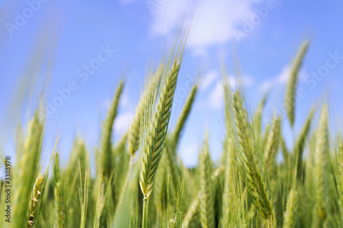 Sunny wheat