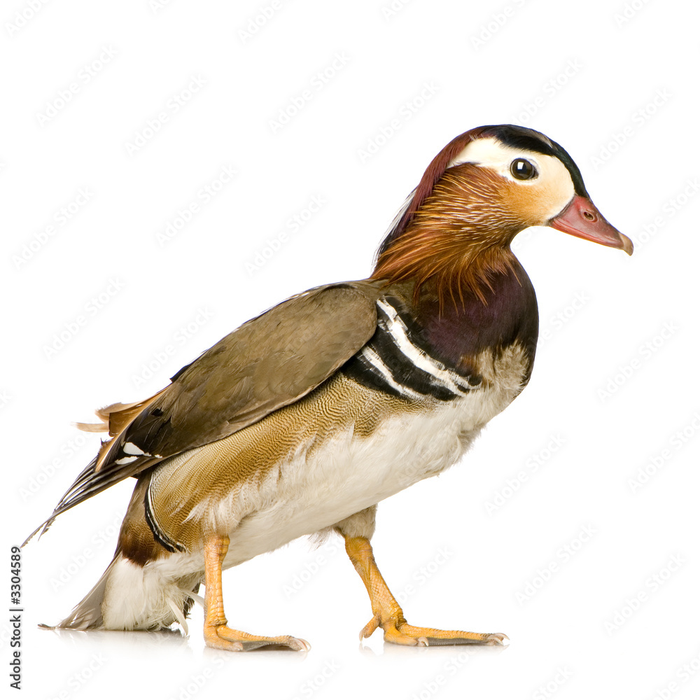 canard mandarin canard mandarin