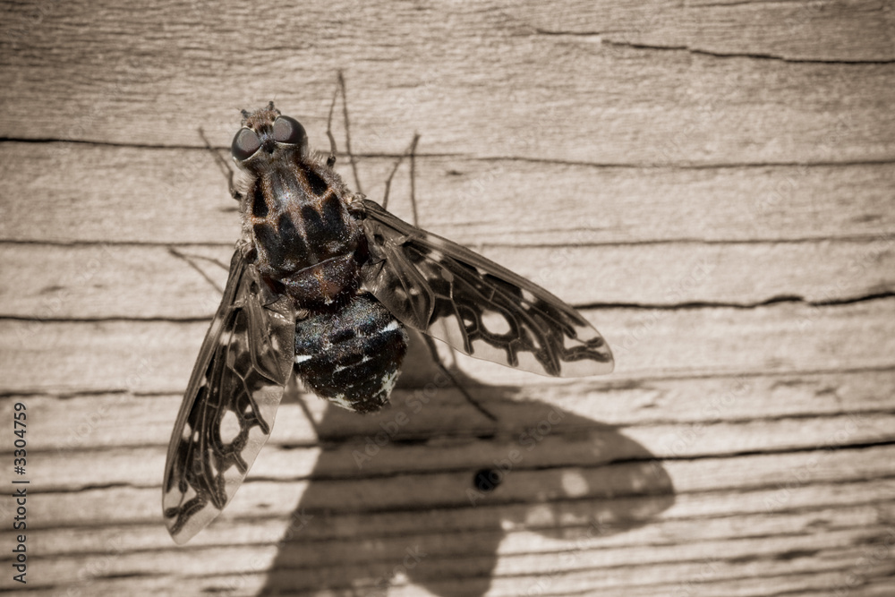 Naklejka premium tiger bee fly back
