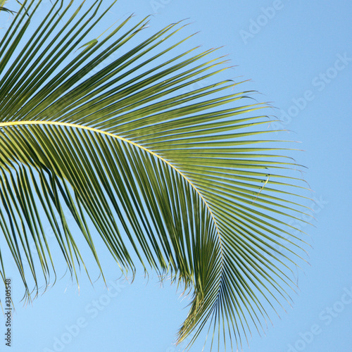 palme tropicale