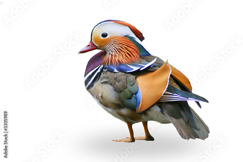 bunte ente