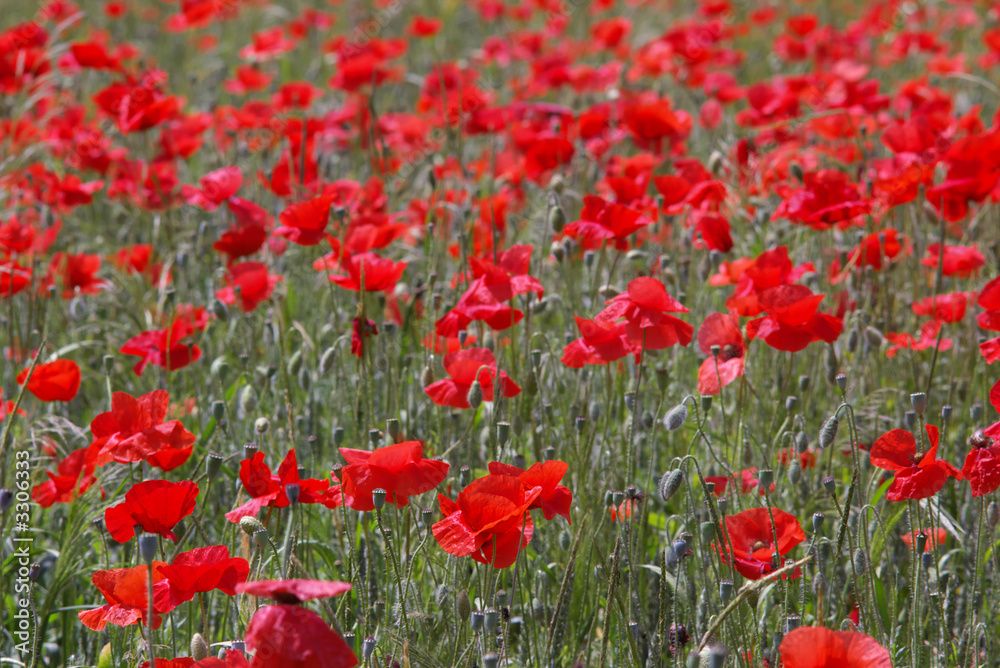 red poppies шn summer field