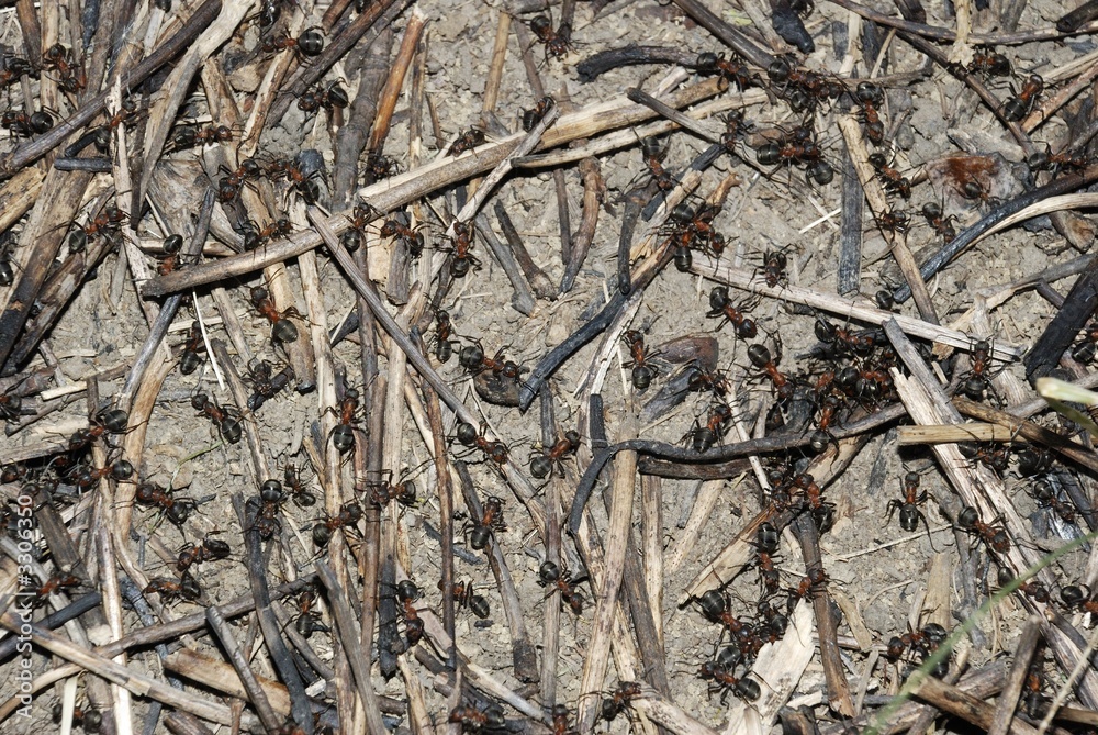 anthill anthill