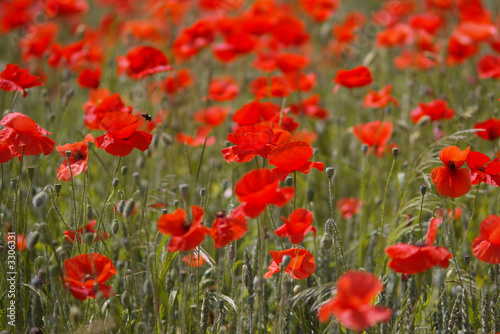 many red poppies