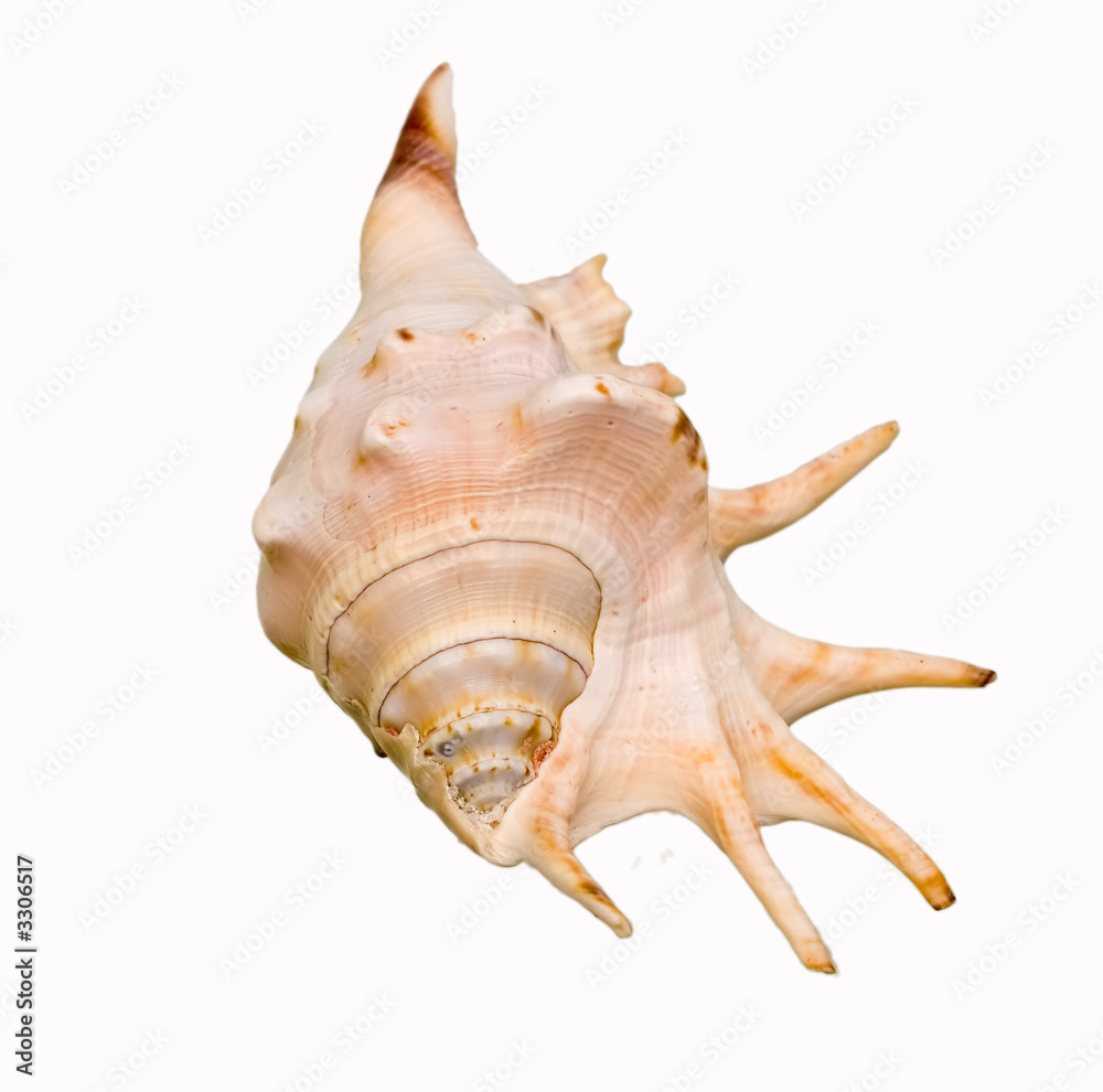 big seashell isolated on white background for s big seashell isolated on white background for s