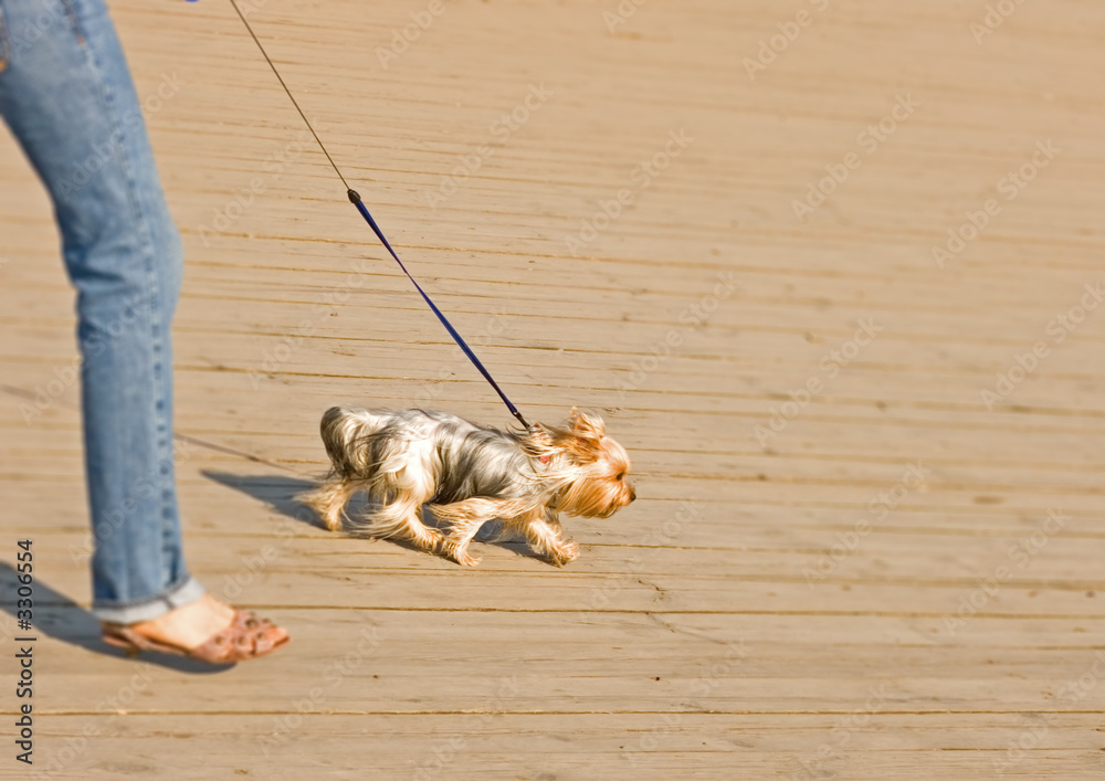 woman struggling walk leash of yorkshire terrier