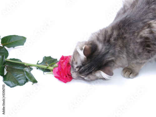 kitten and rose
