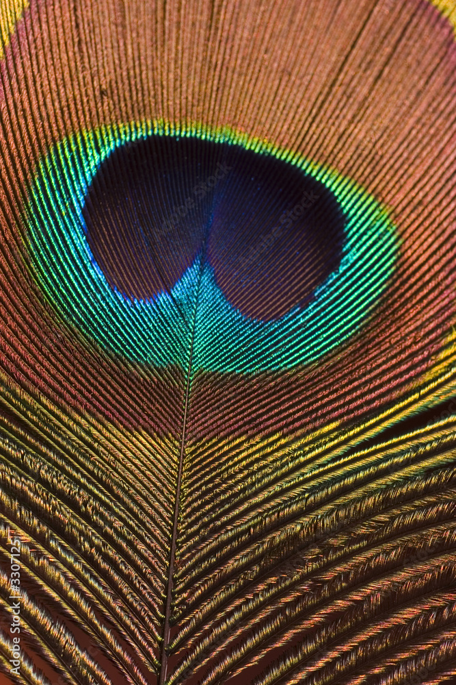 Obraz premium an eye