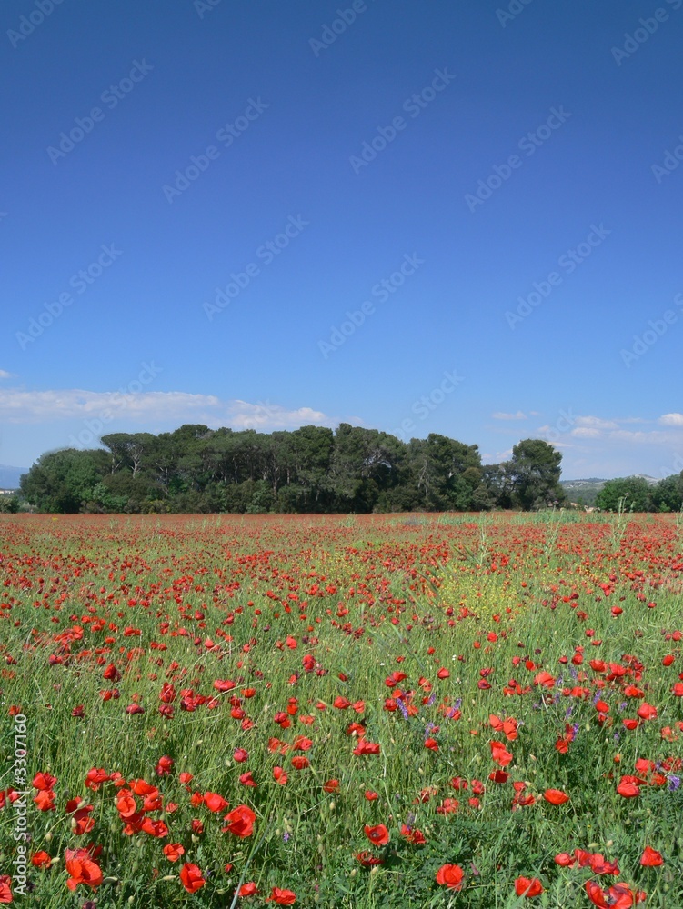 provence