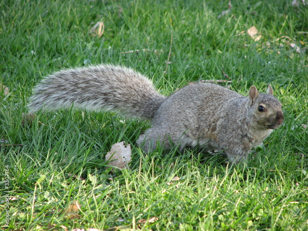 Fototapeta premium squirrel