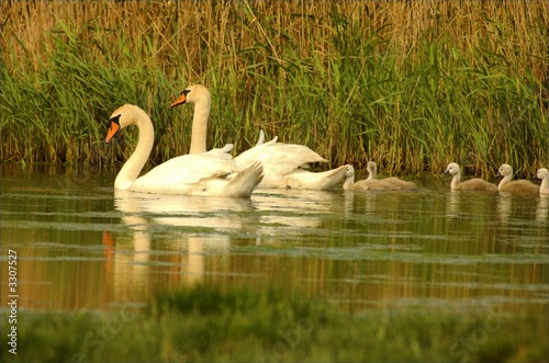 famille de cygnes