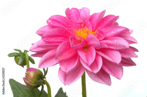 Photo pink dahlia with water drops