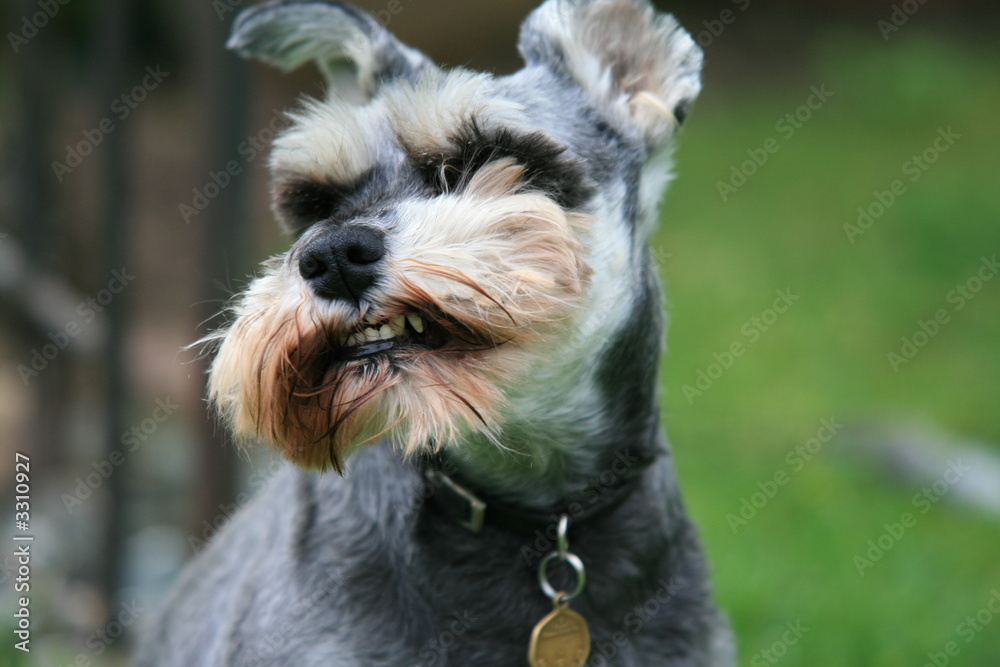 miniature schnauzer