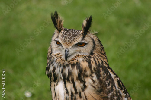 eagle owl