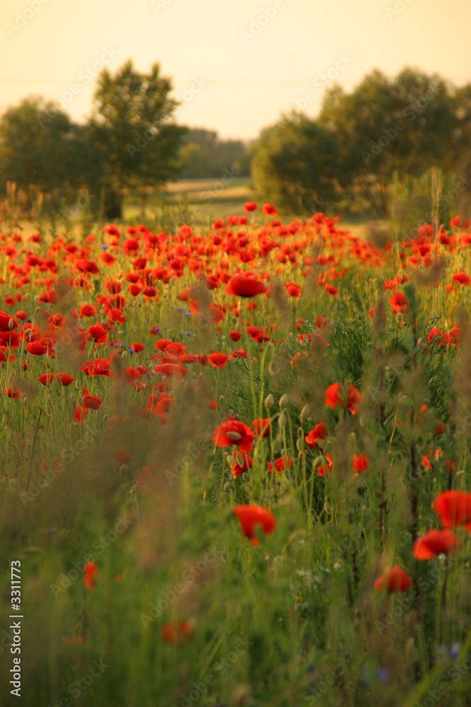 field of poppy