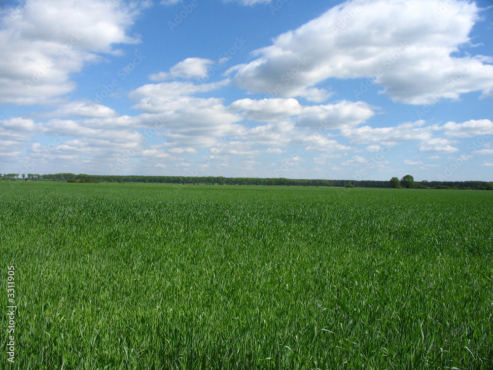 wheat field