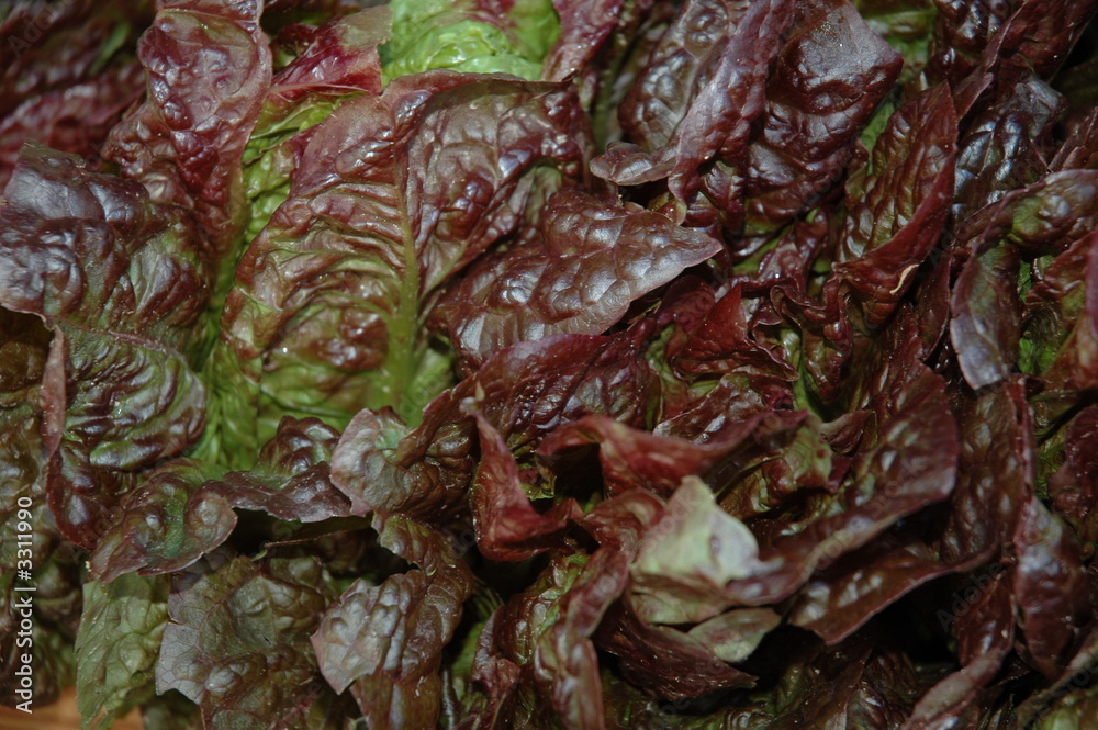red sail lettuce red sail lettuce