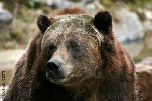 bear