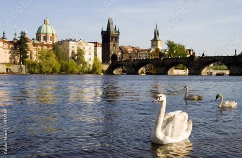 Photography swans in prague