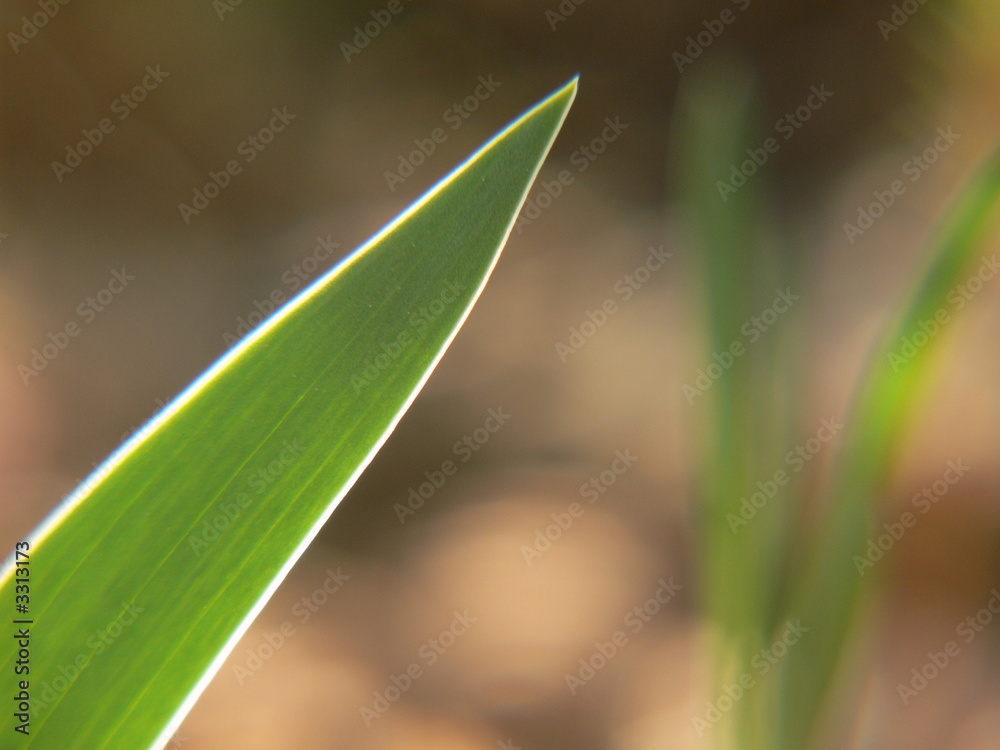 iris au soleil iris au soleil