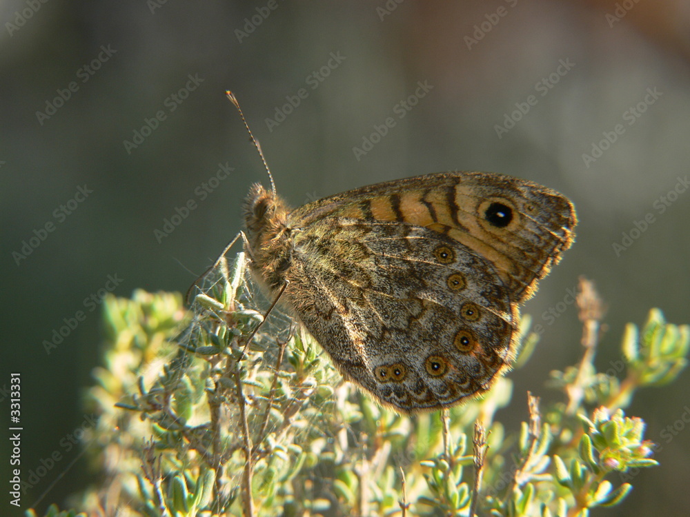 satyre satyre