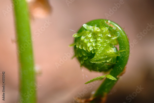 fiddlehead 4