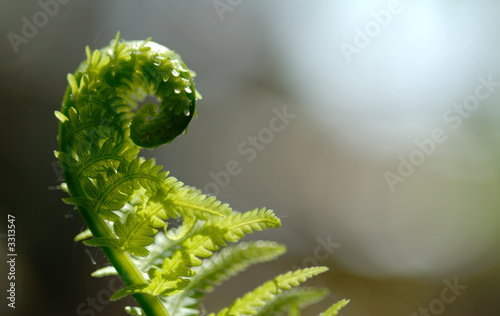 fiddlehead 2