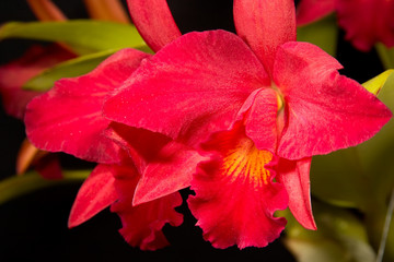 Poster Orchidee Cattleya orchideeën in tropische sfeer  © evgenyb