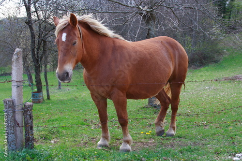 cheval