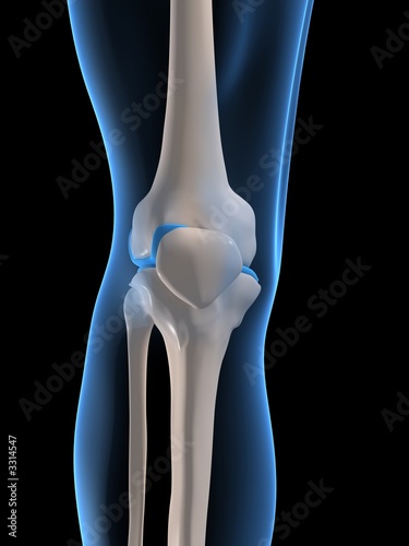 anatomie vom knie