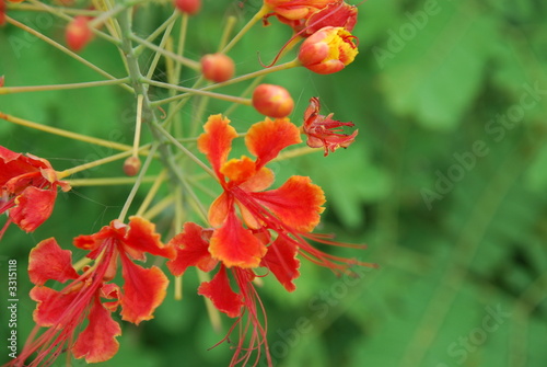 red flower